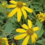 Rudbeckia laciniata Цвят