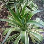 Agave demeesteriana Blatt