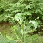 Lathyrus pratensis Hábito