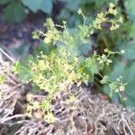 Alchemilla vulgaris Flower