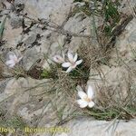 Crocus cambessedesii Habitus