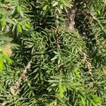 Juniperus drupacea পাতা