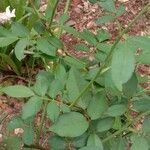 Rosa abietina Φύλλο
