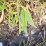 Trifolium alpinum Leht