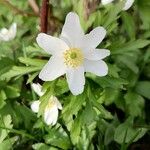 Anemone nemorosa Folha