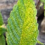 Galeopsis segetum Leaf