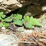 Asplenium ceterach Feuille