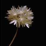 Achyrachaena mollis Kwiat