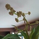Dracaena fragrans Flower