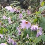 Dahlia imperialis Çiçek