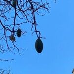 Ceiba speciosa ഫലം