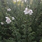 Prostanthera cuneata Çiçek
