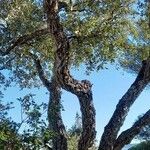 Quercus suber Облик