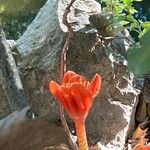 Haemanthus coccineus Flower