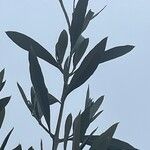 Olea europaea Blatt