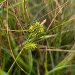 Carex oederi Ffrwyth