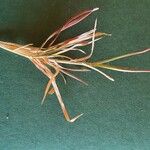 Aristida kenyensis Flower
