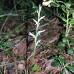 Hemipilia cucullata Kvet