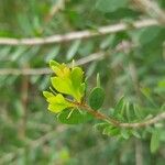 Melaleuca nesophila Leht