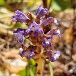 Orobanche nana Кветка