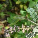 Astragalus boeticus Fruit