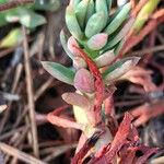 Petrosedum sediforme Liść