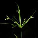 Cyperus laxus Hábito