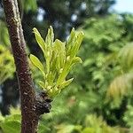 Ziziphus jujuba Leaf