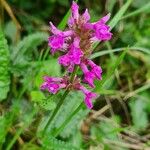 Betonica officinalisFlor