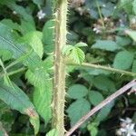 Rubus leyanus Bark