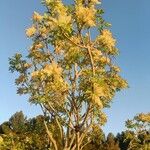 Fraxinus ornusपत्ता