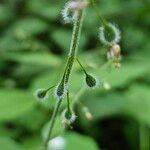 Circaea lutetiana Fruit