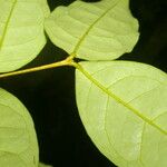 Eugenia basilaris Yaprak