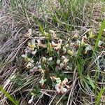 Polygala chamaebuxus Frunză