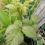 Rubus discolor برگ