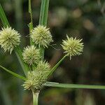 Cyperus rigens Blüte