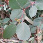 Eucalyptus polyanthemos Лист