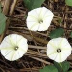 Ipomoea obscura Λουλούδι