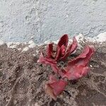 Kalanchoe longiflora Folha
