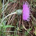 Cirsium filipendulum Žiedas