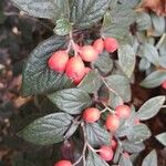 Cotoneaster franchetii Plod