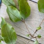 Viburnum rufidulum Blad