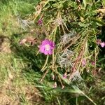 Epilobium hirsutumЦвят