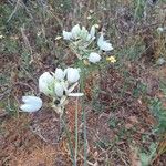 Melomphis arabica Flor