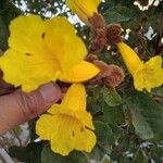 Handroanthus ochraceus Leaf