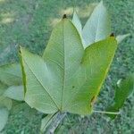 Sterculia apetala Leaf