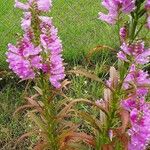 Physostegia virginiana Habit