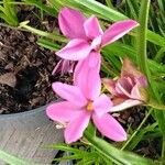 Hypoxis baurii Flower