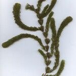 Ceratophyllum demersum Leaf