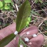 Aronia arbutifolia Feuille